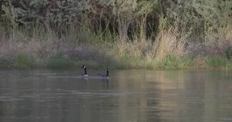 Two Geese Floating and Feeding on Slow River with Side Lit Grass Stockbeeldmateriaal 333598995