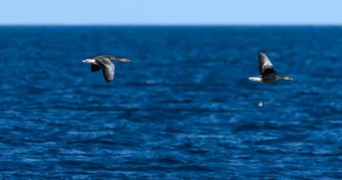 Two geese flying Stock Photos