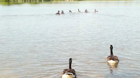 Two Geese Vidéo 6731790