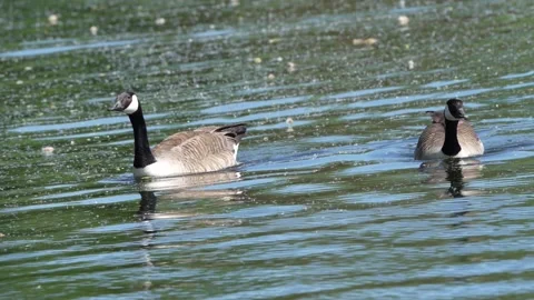 Two Geese Stock Footage 241947403