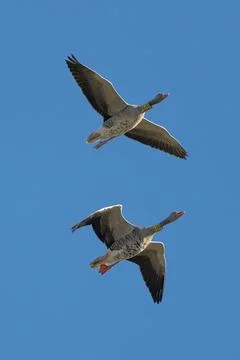 Two Geese Getting Tagged Stock Photos