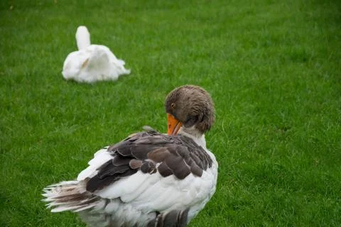 Two geese on grass Stock Photos