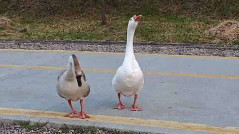 Two geese interacting on paved path Vidéo 310309444