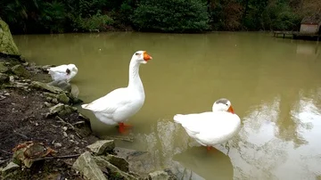 Two geese on the lake Stock Footage 85667970
