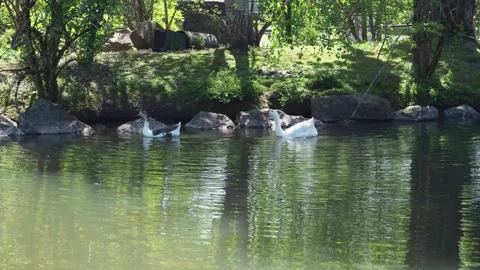 Two geese in the lake Stock Footage 152340934
