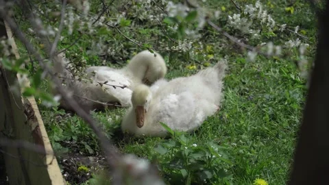 Two geese lie on the green grass Stock Footage 130477103