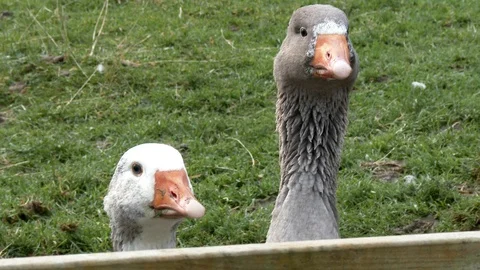 Two geese looking curiously at the camera Stock Footage 92642544