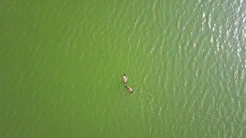 Two Geese In The Middle Of The Lake Video stock 82804014