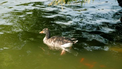 Two geese, one duck, fish swimming in a lake in a park in Barcelona. Spain. 4K Stock Footage 121246891