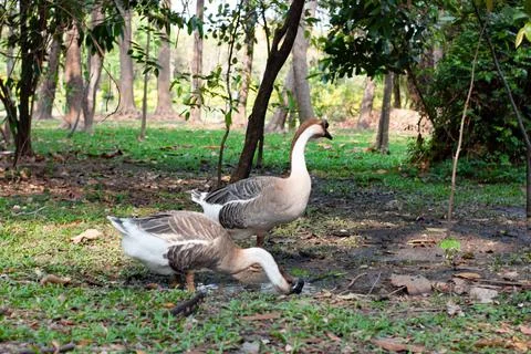 Two geese outdoors Stock Photos