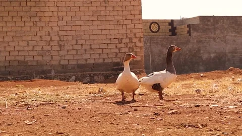 Two geese pecking dry sandy soil under the sun in a hot rural desert at 50°C Stock Footage 318069958