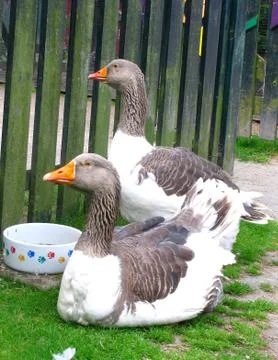 Two geese Stock Photos