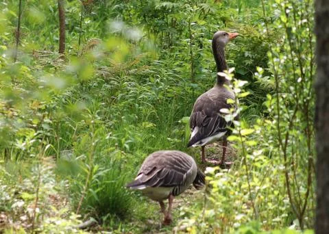 Two geese. Stock Photos