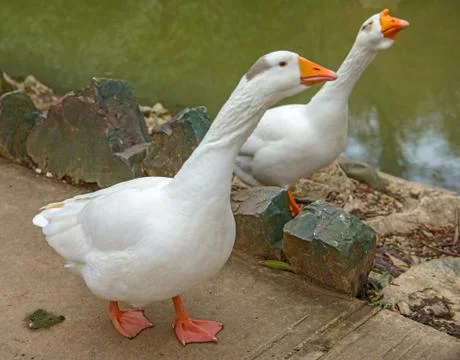 Two geese Stock Photos