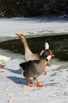 Two geese Stock Photos