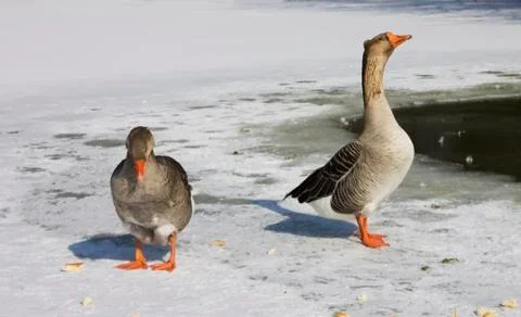 Two geese Foto stock