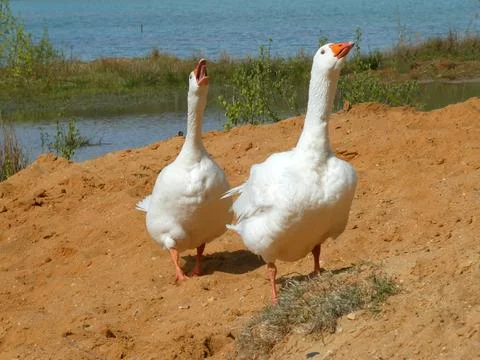 Two geese Stock Photos