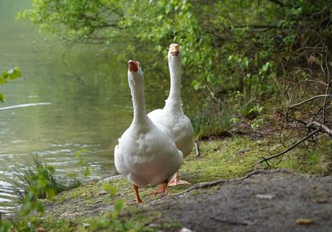 Two geese Stock Photos