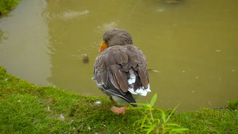 Two geese by a pond preening their feathers on the grass. Video stock 318619838