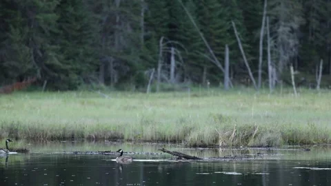 Two geese in pond then two ducks swim past Stock-Footage 310610115