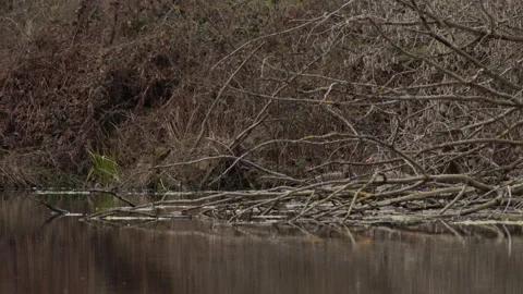Two Geese Preening Behind Fallen Tree Waterside 4K 60p Vídeos de archivo 334321548