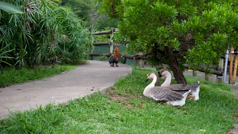 Two geese resting on grass as rooster walks along garden path. Stock Footage 302205777