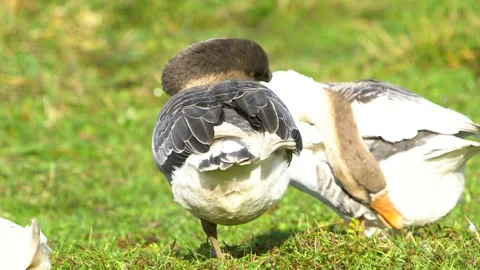 Two geese resting on a grassy field in bright sunlight Stock Footage 339587855