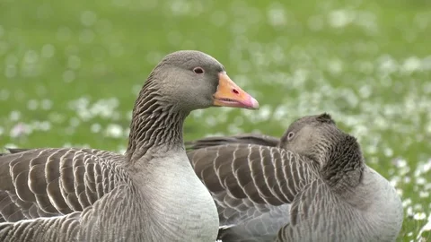 Two Geese Sitting CU Vídeo Stock 75451402