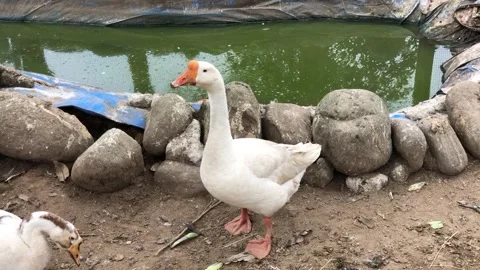 Two geese standing by a pond Stock Footage 297484504