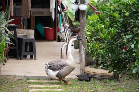 Two geese stroll through a tranquil garden setting, near a rustic home. Pea.. Stock Photos