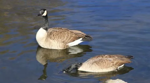 Two geese swim in a river Close Shot Stock Footage 10850483