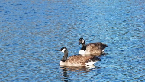 Two Geese Swimming Stock Footage 126437391