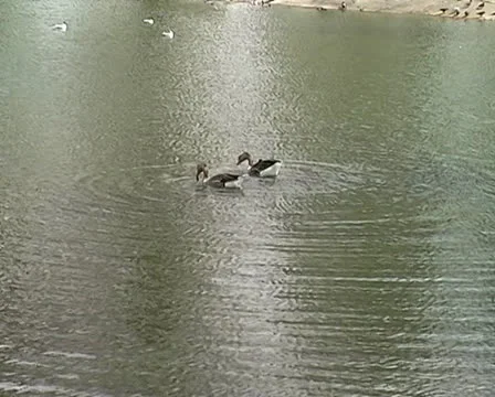 Two geese swimming in a pond Stock Footage 24932849