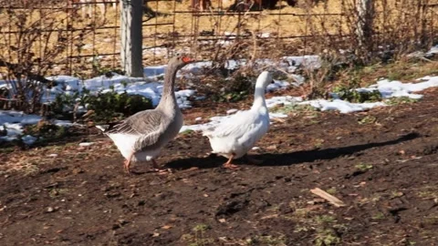 Two geese walking along a dirt road on an organic farm in winter Stock Footage 309328006
