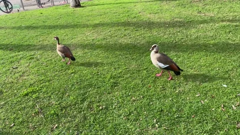 Two geese walking on grass Stock Footage 300159488