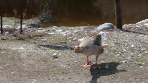 Two geese on the waterfront and mountains in the background Stock Footage 63626856