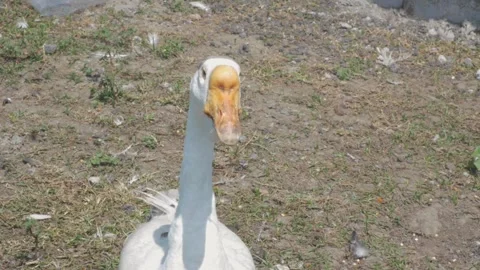 Two geese were walking outside the cage in search of food Stock-Footage 241653885