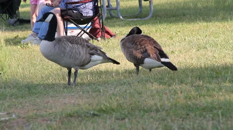 Two geese in a yard Video stock 6790340