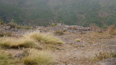 Two gelada baboons walking along the mountains through the frame. Video stock 120728021