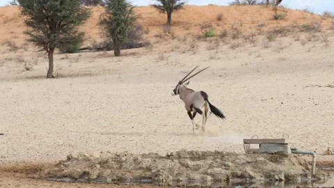 Two gemsbok oryx antelopes drinking at a waterhole before getting a fright and Stock Footage 334968527