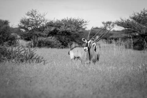 Two Gemsbok standing in the grass. Stock Photos