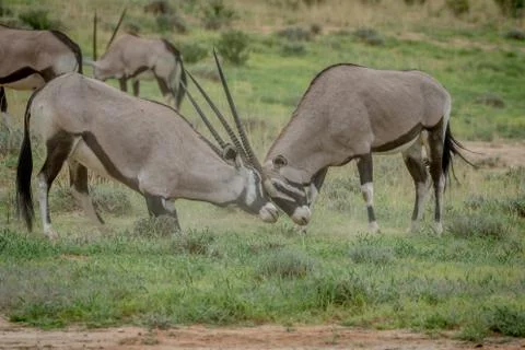 Two Gemsboks fighting in the grass. Stock Photos