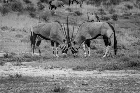 Two Gemsboks fighting in the grass. Stock Photos