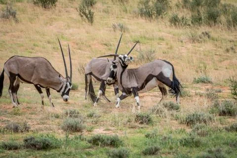 Two Gemsboks fighting in the grass. Stock Photos