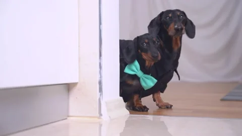 Two generations of adorable dachshund dogs in holiday outfits curiously look Stock Footage 145010071