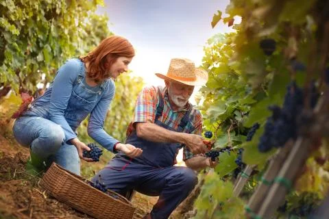 Two generations of wine makers working in vineyard Stock Photos