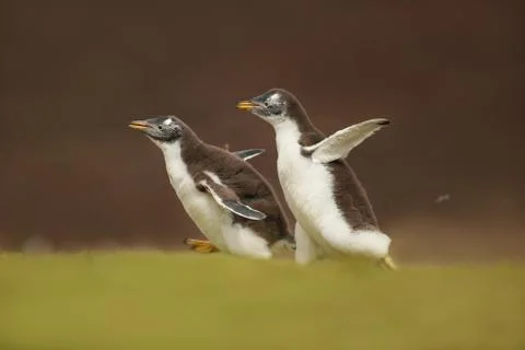 Two gentoo chicks chasing after the parent to be fed Stock Photos