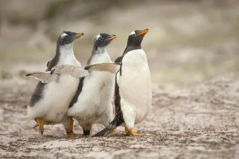 Two gentoo chicks chasing after the parent to be fed Stock Photos