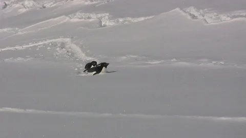 Two Gentoo penguin crawling on their bellies on the virgin snow of Antarctica Video stock 71295468