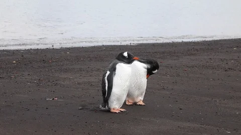 Two Gentoo Penguins on the beach on Deception Island, Antarctica.  Stock Footage 104989505